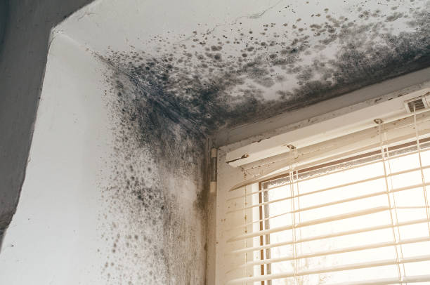 Affordable Mold Removal solutions in Rockville, MN